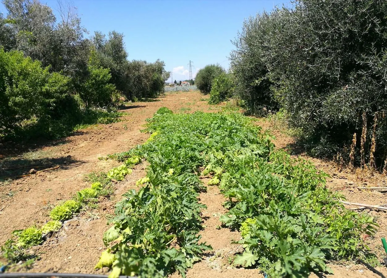 Farm stay Agriturismo La Valle Dell'Albegna Orbetello Italy